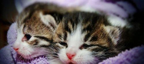 咪咪出装攻略（猫咪出装攻略，让你的宠物更加迷人动人！）
