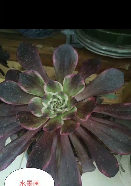 娜迦女王技能选择攻略（灵活运用技能点数，打造无敌女王！）